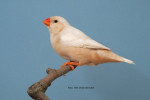 Kweker : D.J.Appel